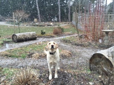 Miss Honey Stops in the Ornamental Tree & Shrub Garden