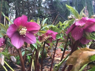 Lenten Roses