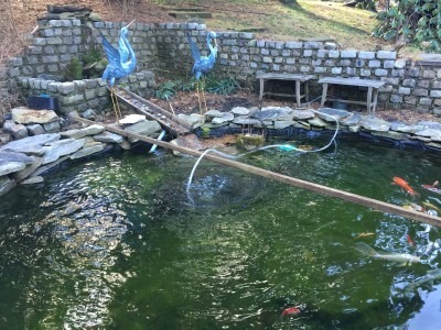 Blue Heron Decoys Installed at Koi Pond