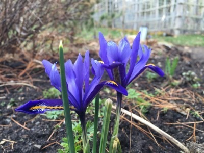 Rock Iris