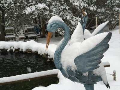 Blue Herons Get Dusted