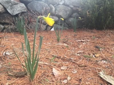 First Yellow Daffodil Blossom