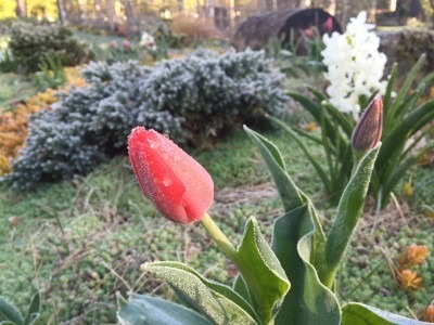 Frosted Ornamental Garden Flowers