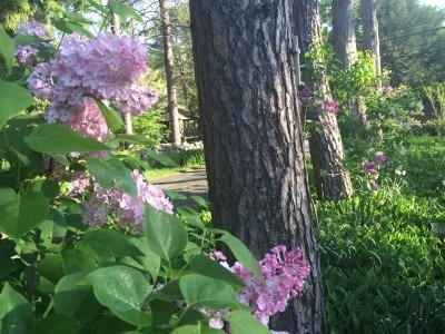 Our Lilacs are Peaking this Weekend
