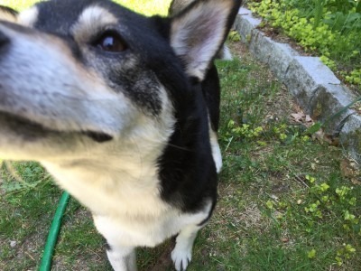 We Meet the Husky Pup in the Garden