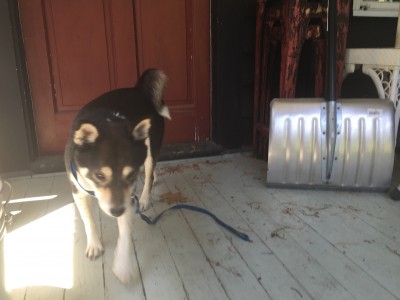 The Pup Follows Us Inside