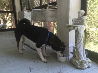 The Pup Receives Food & Drink
