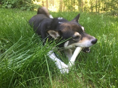 We Gave the Dog a Bone