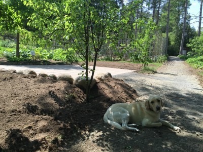 Pear Tree Patio-view, from the Northeast Corner, with Miss Honey
