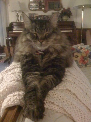 Billy the Kitty, Portrait, 2008