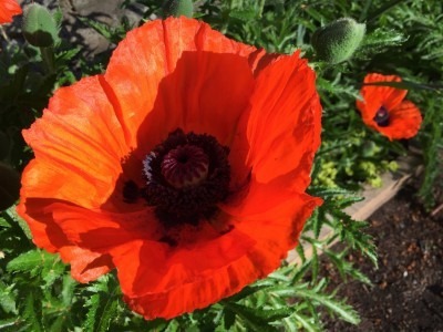 Poppies in Bloom at the Koi Pond