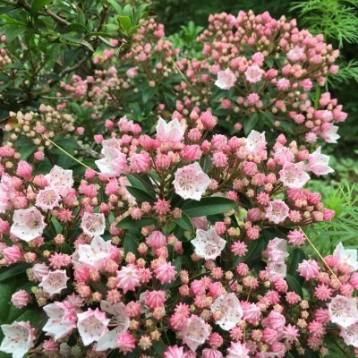Mountain Laurel, Evergreen Shrub