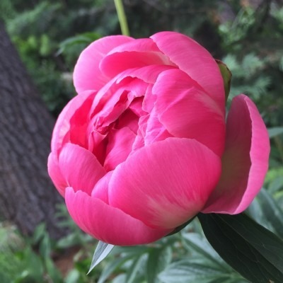 Raspberry Peony
