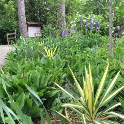 Yucca, Lupine, and Hydrangea