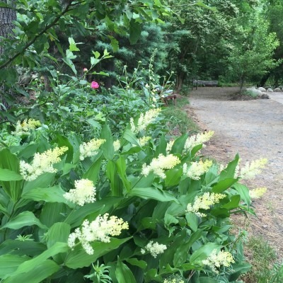 False Solomon Seal