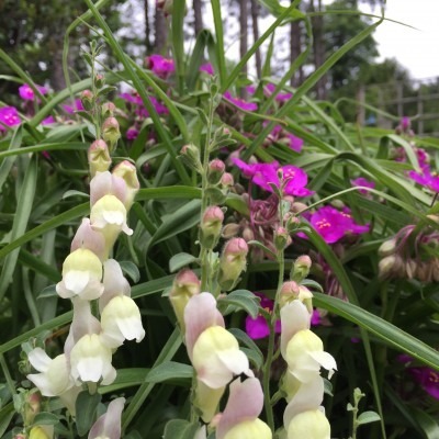 Snap Dragon, Spiderwort, and Pine Trees