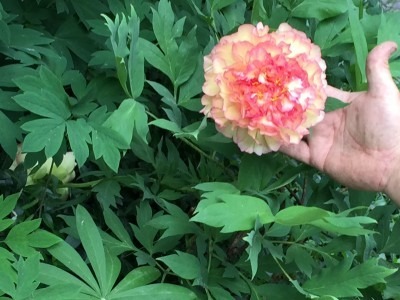 Lemon Raspberry Tree Peony