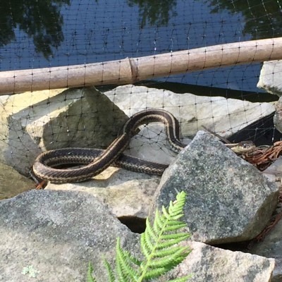 Koi Pond Snake
