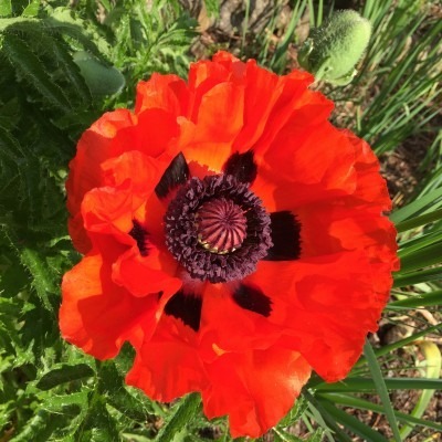King Kong Poppy