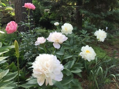 2013 Anniversary Flowers
