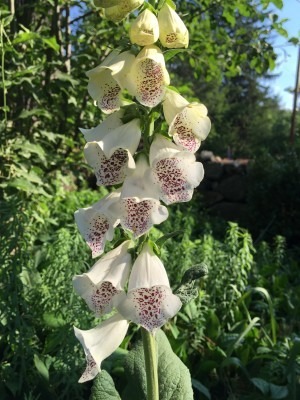 Foxglove