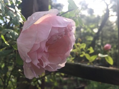 Roses & Kitchen Garden Trellis