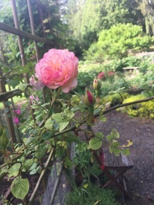 Access Trail & Chair, Roses and Kitchen Garden Trellis