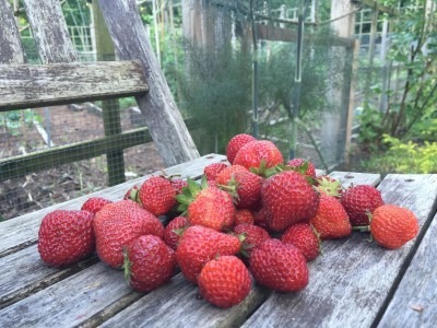 Strawberries picked 6/21
