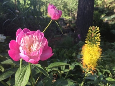 1st Year Anniversary Planting: Peonies with Foxtail Lilies, 2013