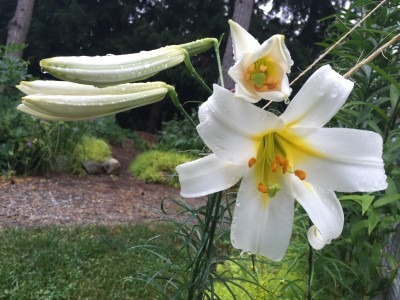 Lilies Blooming Along Roses & Kitchen Garden Trellis