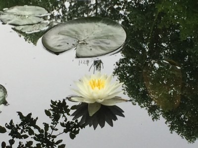 White Water Lilies Bloom in July