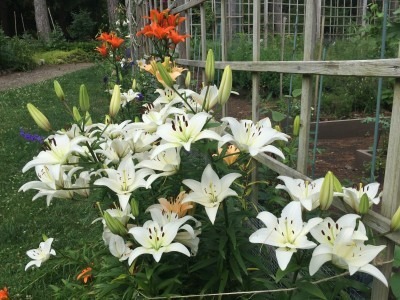 Asiatic Lilies Blooming Now