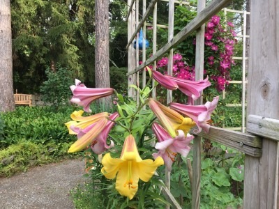 Lilies Bloom Near the Accessible Path