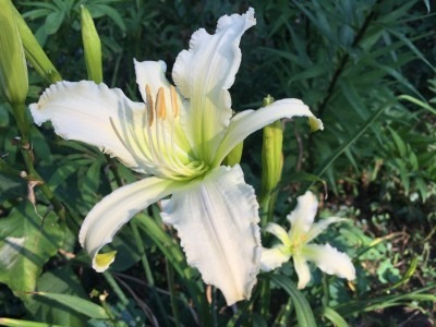 Angel Ice Daylily in Morning Light