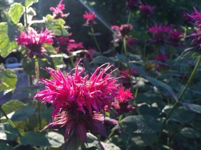 Bee Balm Attracts Hummingbirds