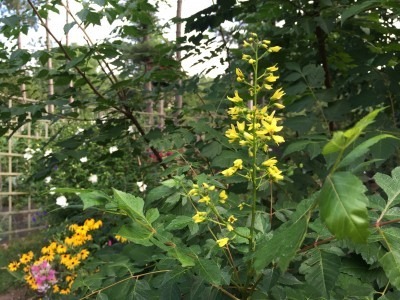 1st Blossoms on Golden Rain Tree, 2016