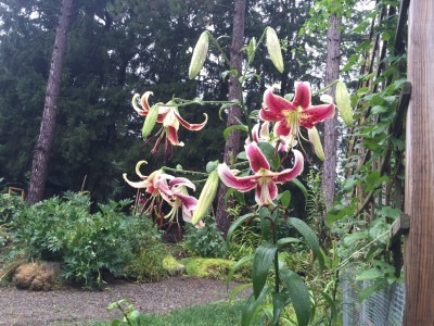 Lilies near Kitchen Garden