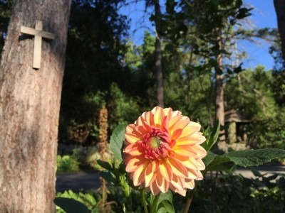 Dahlias Bloom in Cut Flower Garden