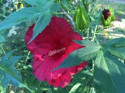 Cold-Hardy Hibiscus: Red