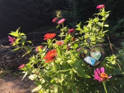 Koi Pond Zinnias