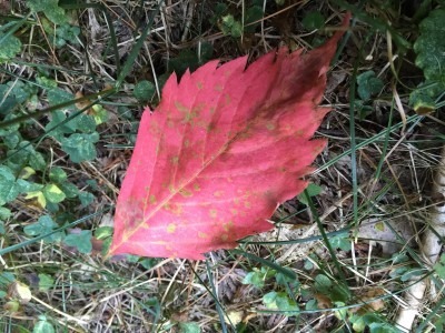 First Red Leaf 2016