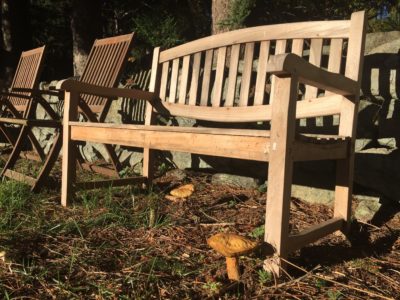 Mushrooms Grow Under Benches