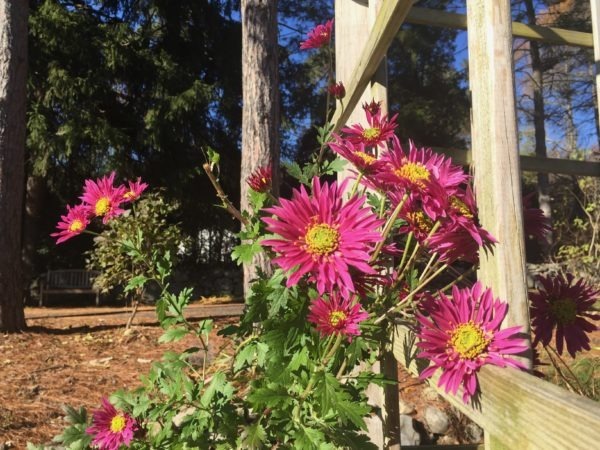 Late November Chrysanthemums