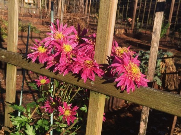 Chrysanthemums