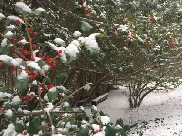 Holly Tree Branches Frame Cedar Tunnel