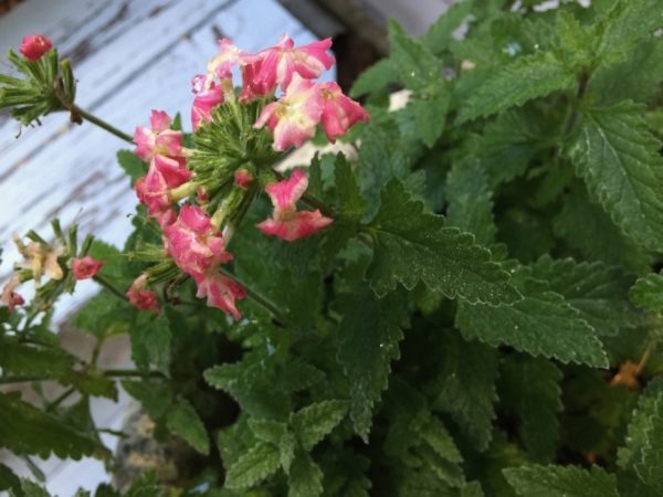 Frozen Verbena Container Plant