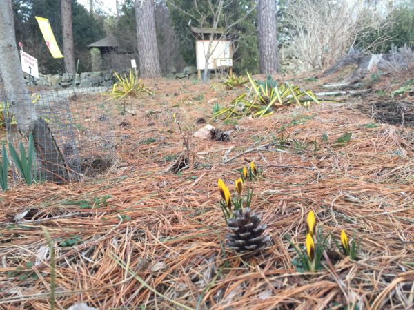 Yellow Crocuses pop up in the Xeric Garden at the top of the Orchard Ave.