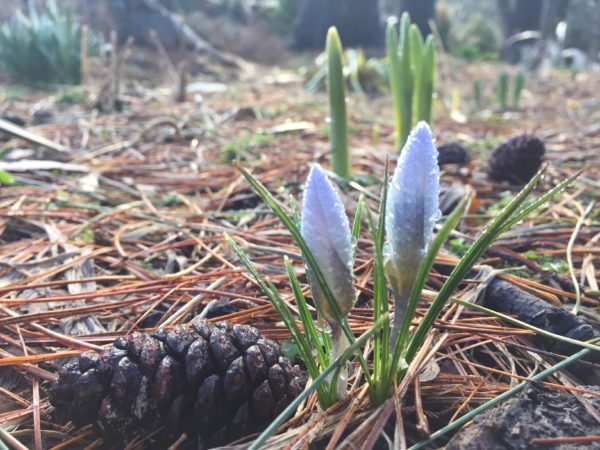 Crocuses are Blooming