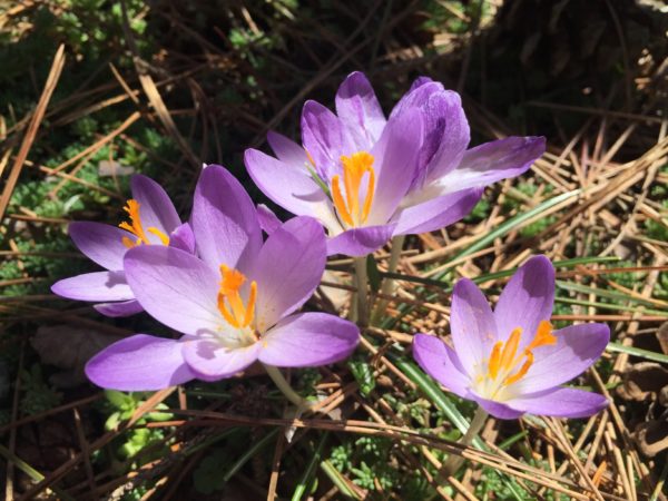 Crocuses in Ornamental Tree & Shrub Garden