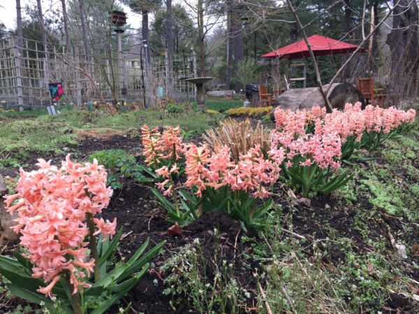 Orange Hyacinths in the Ornamental Tree & Shrub Garden